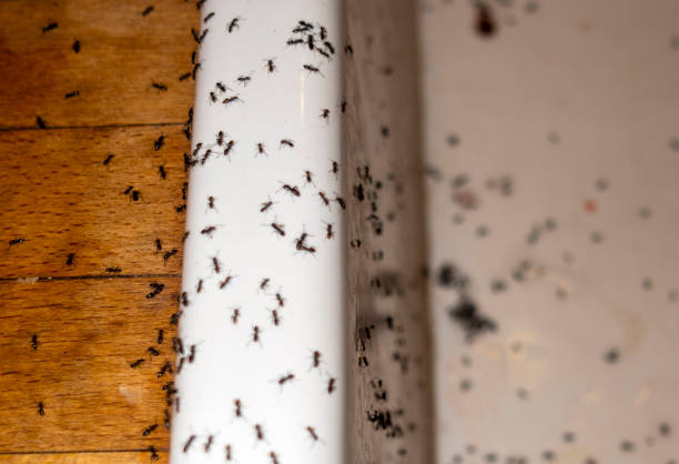 Best Exterminator Services  in Saugerties South, NY